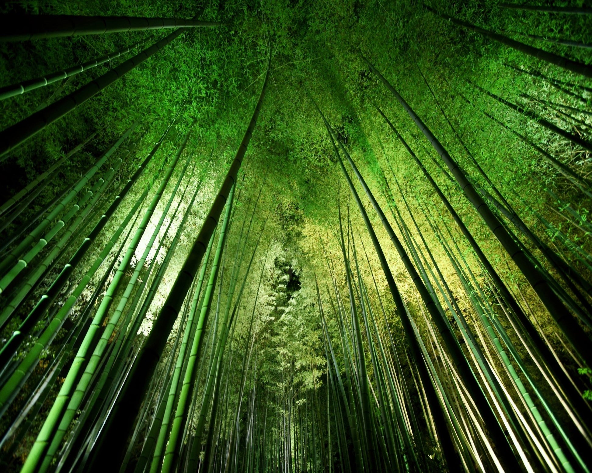 Bamboo Sky View