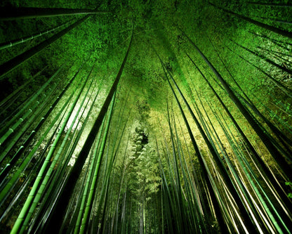 Bamboo Sky View