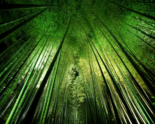 Bamboo Sky View