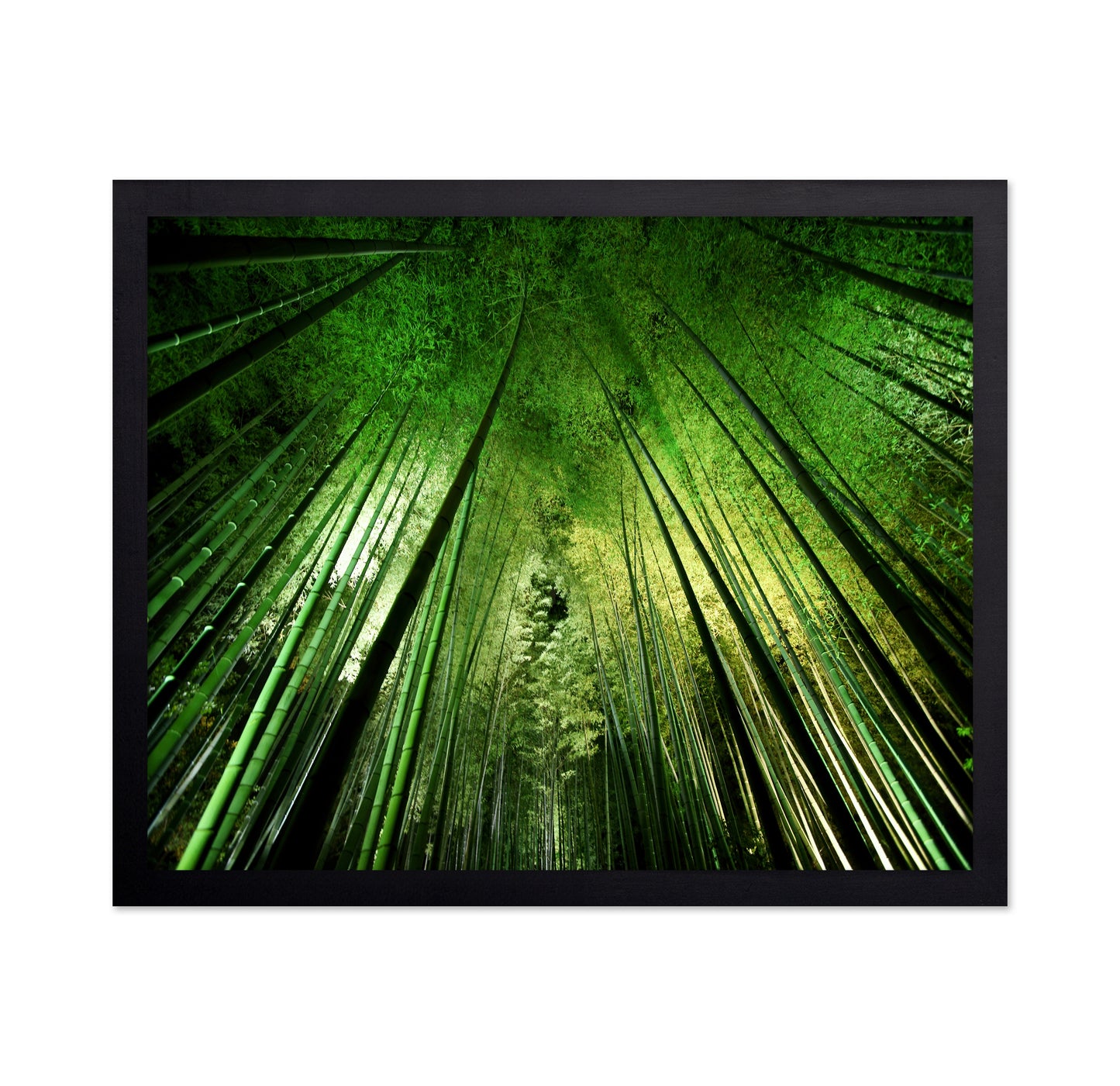 Bamboo Sky View