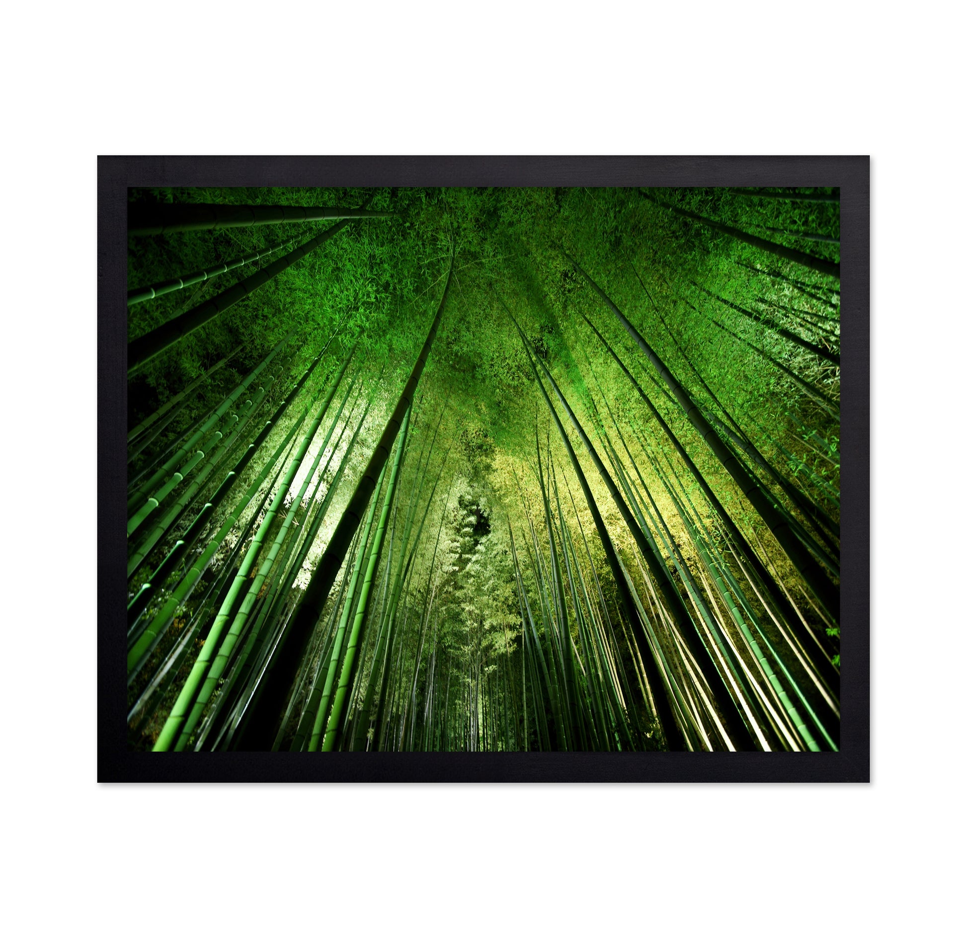 Bamboo Sky View