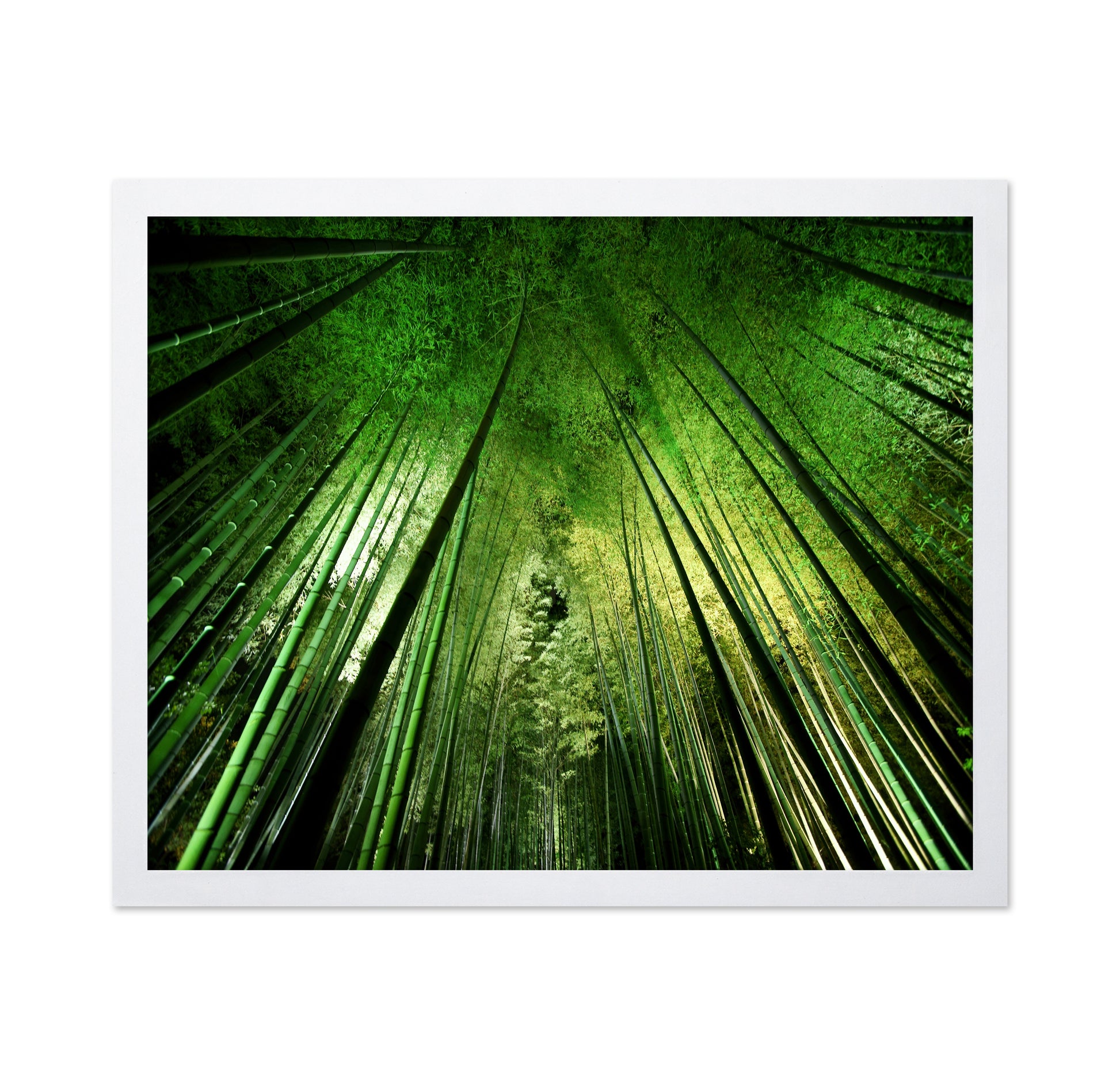 Bamboo Sky View
