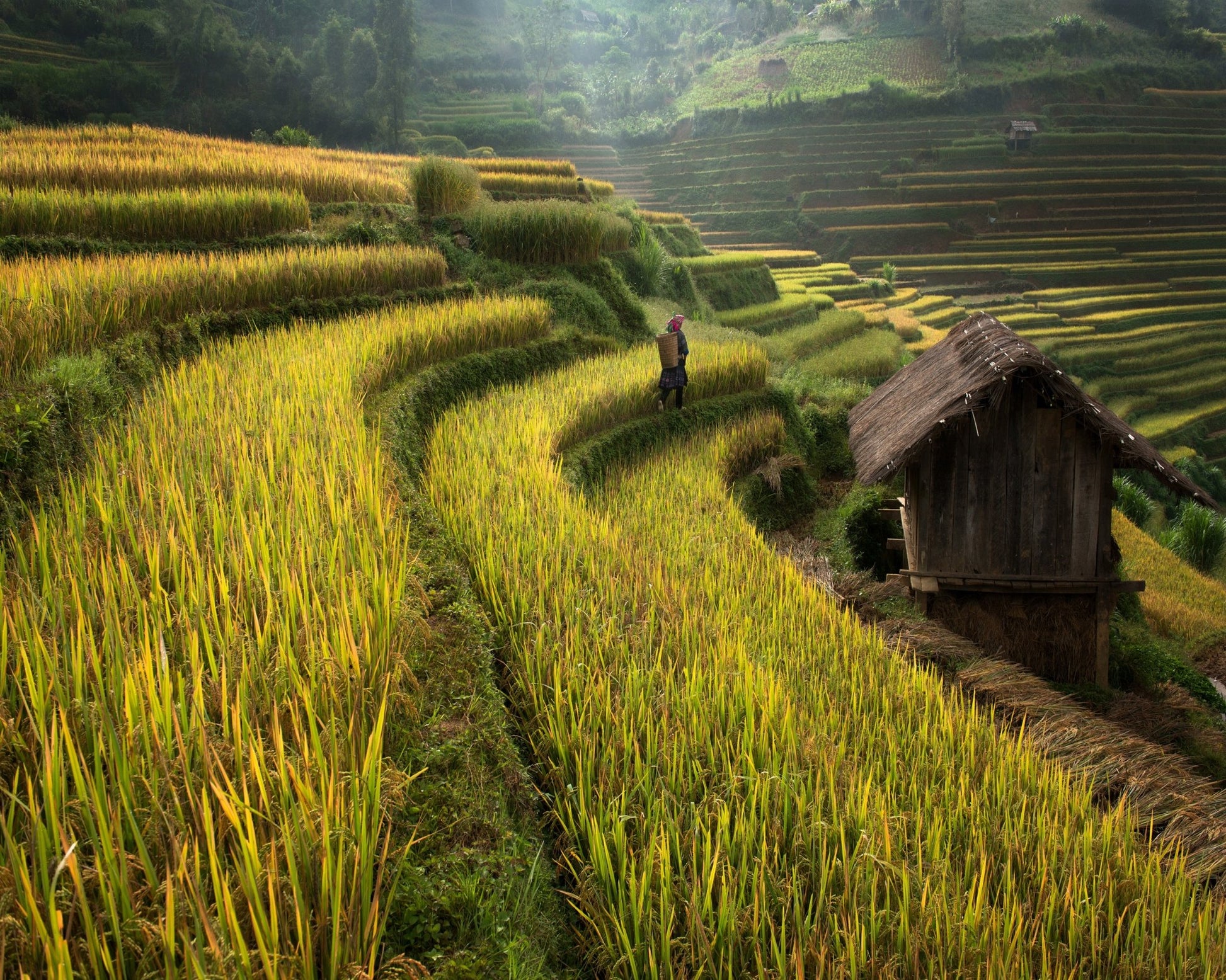 Rice Terrace Path