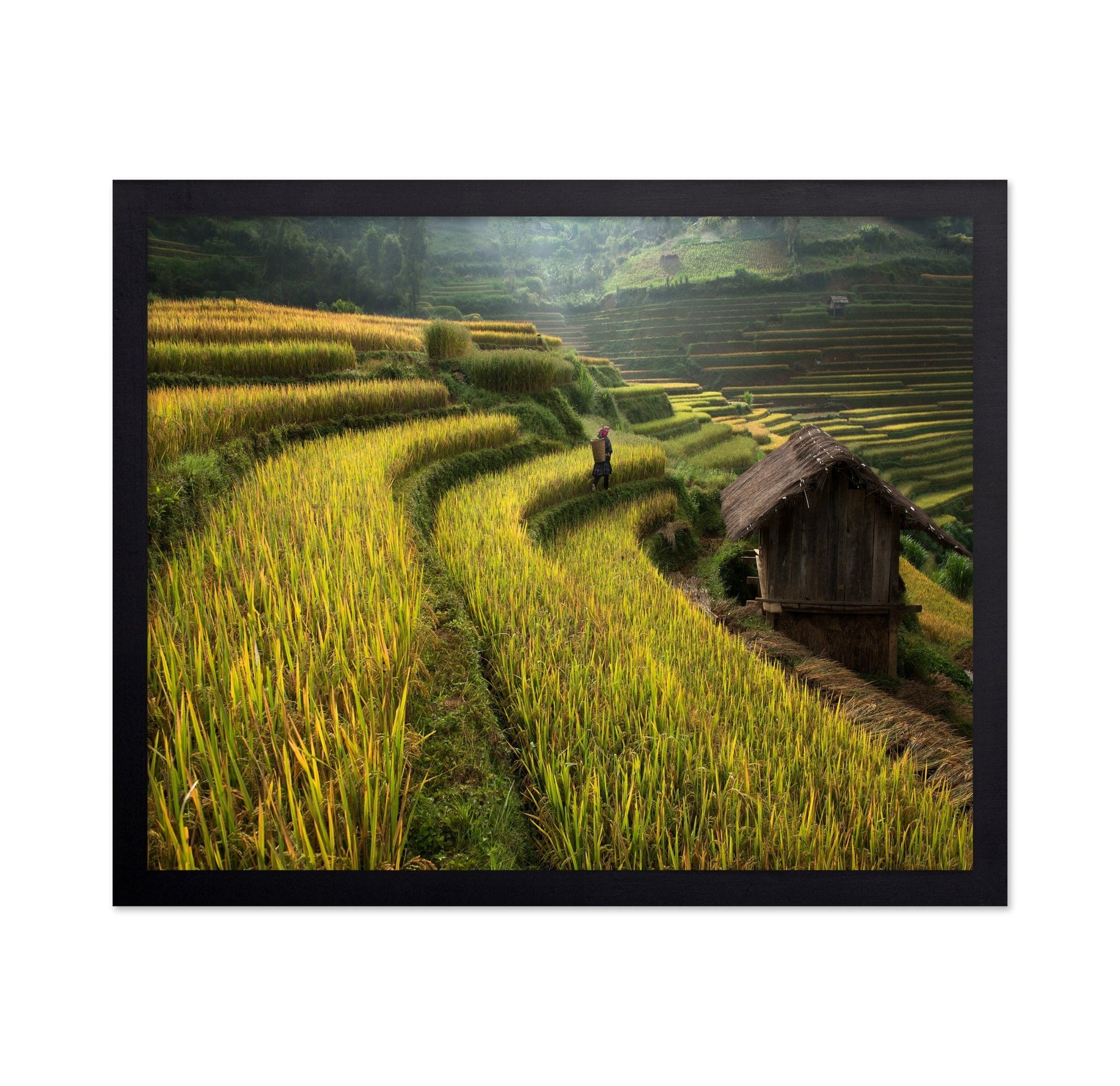 Rice Terrace Path