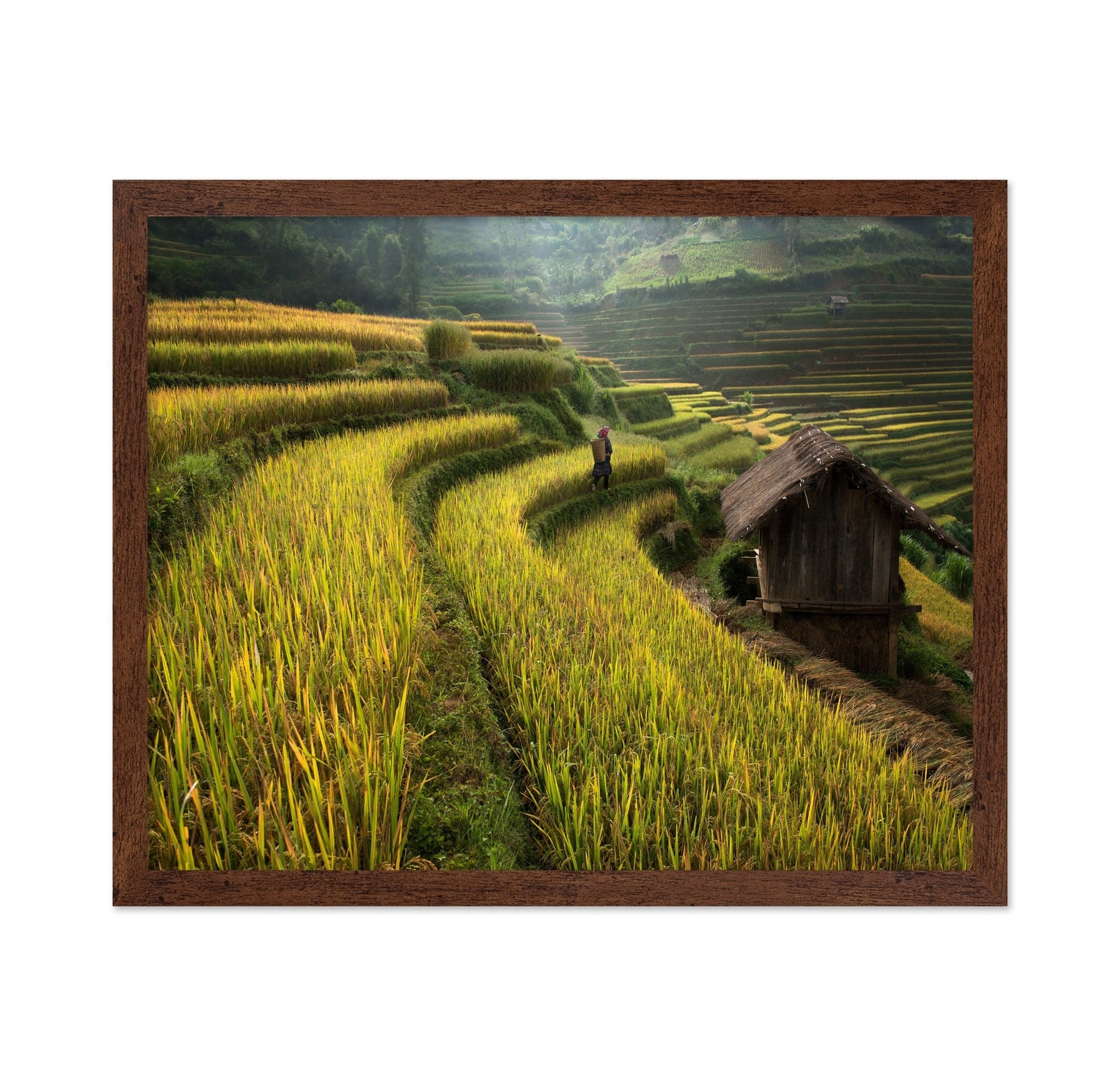 Rice Terrace Path