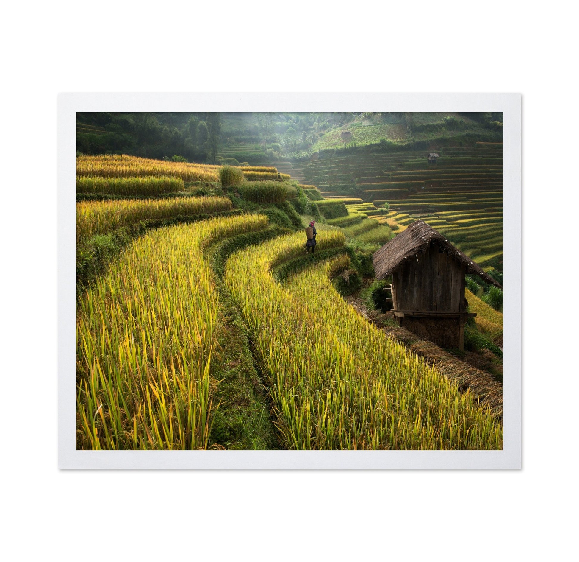 Rice Terrace Path