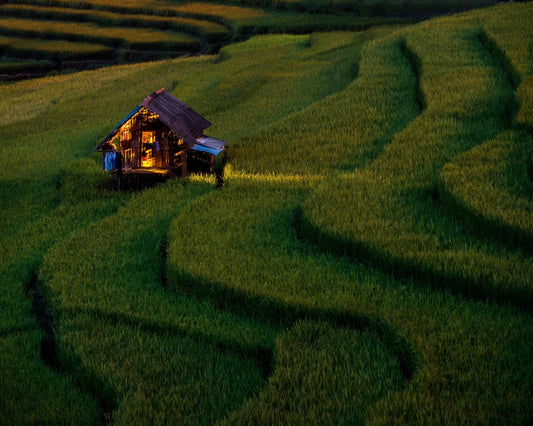 Golden Field Hut