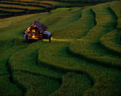 Golden Field Hut