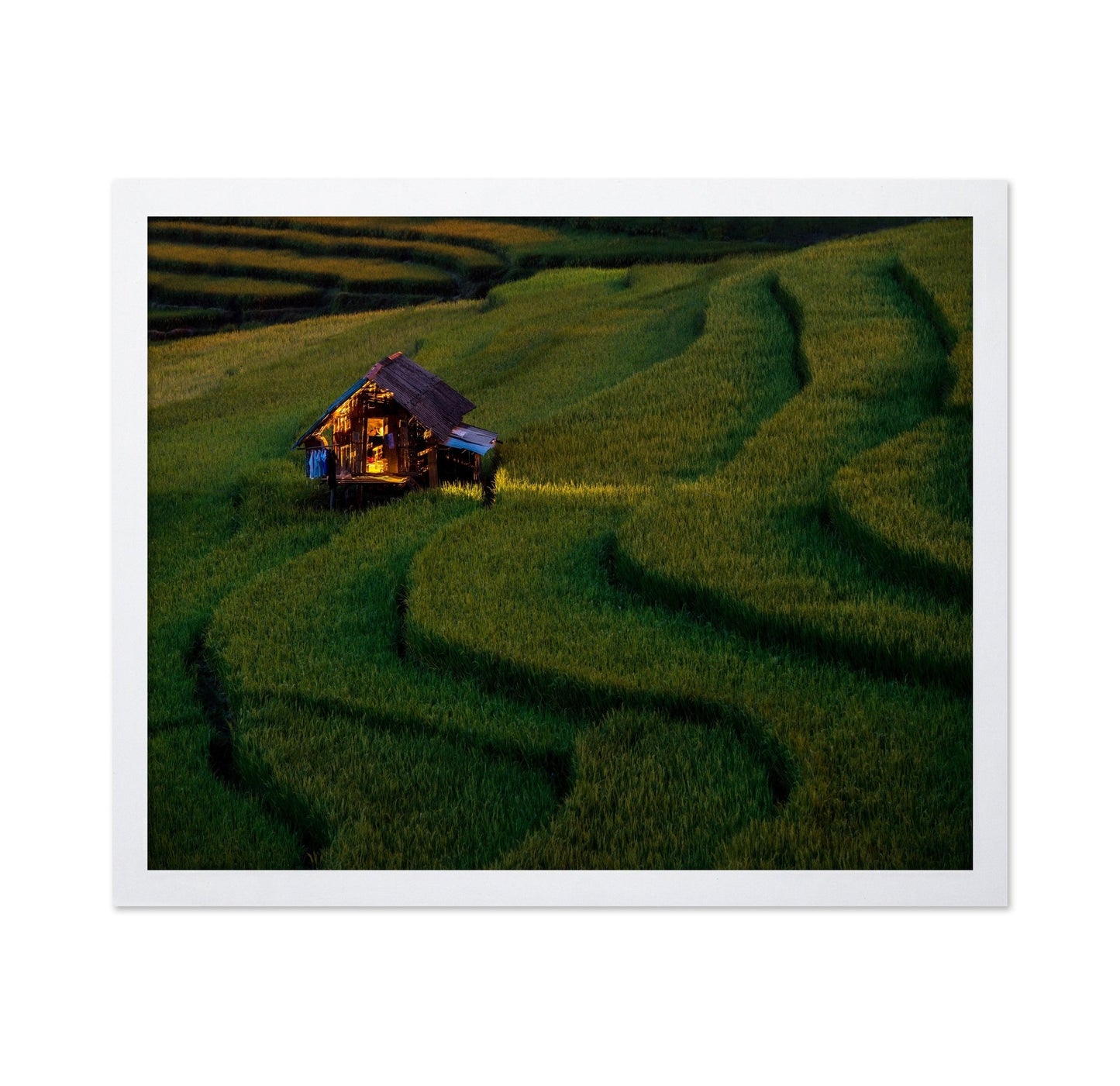 Golden Field Hut