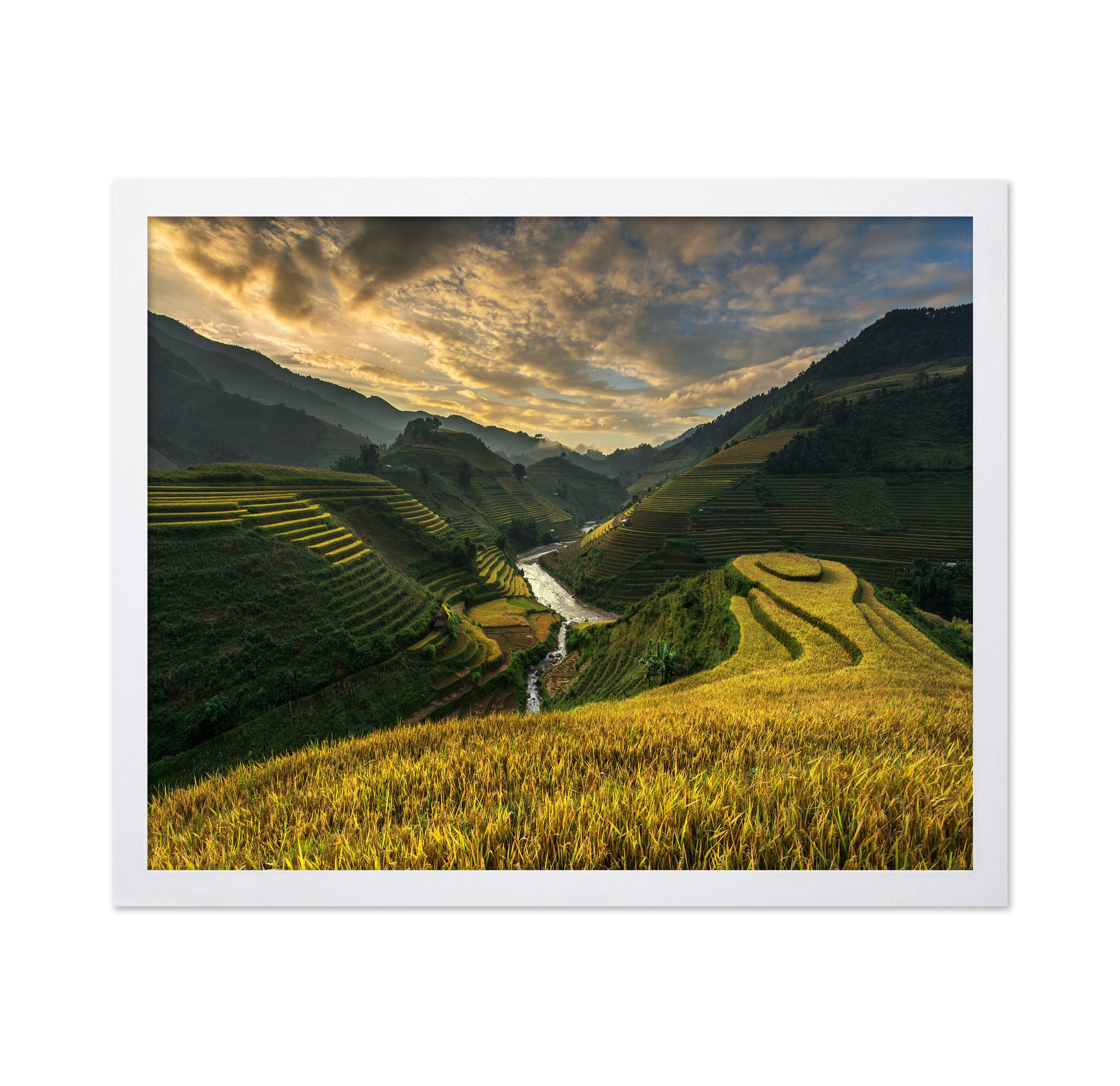 Golden Terraced Valley