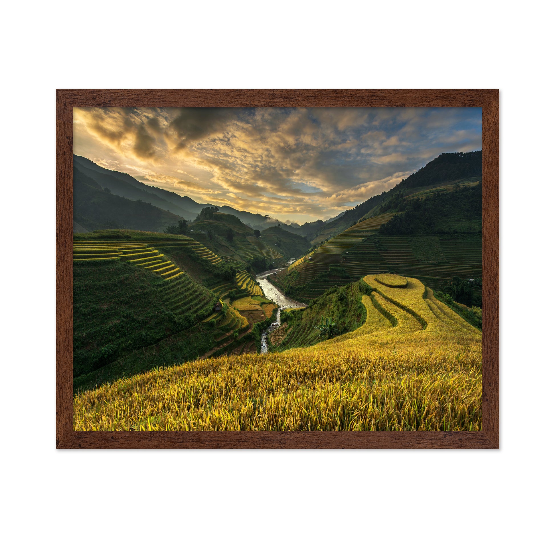 Golden Terraced Valley
