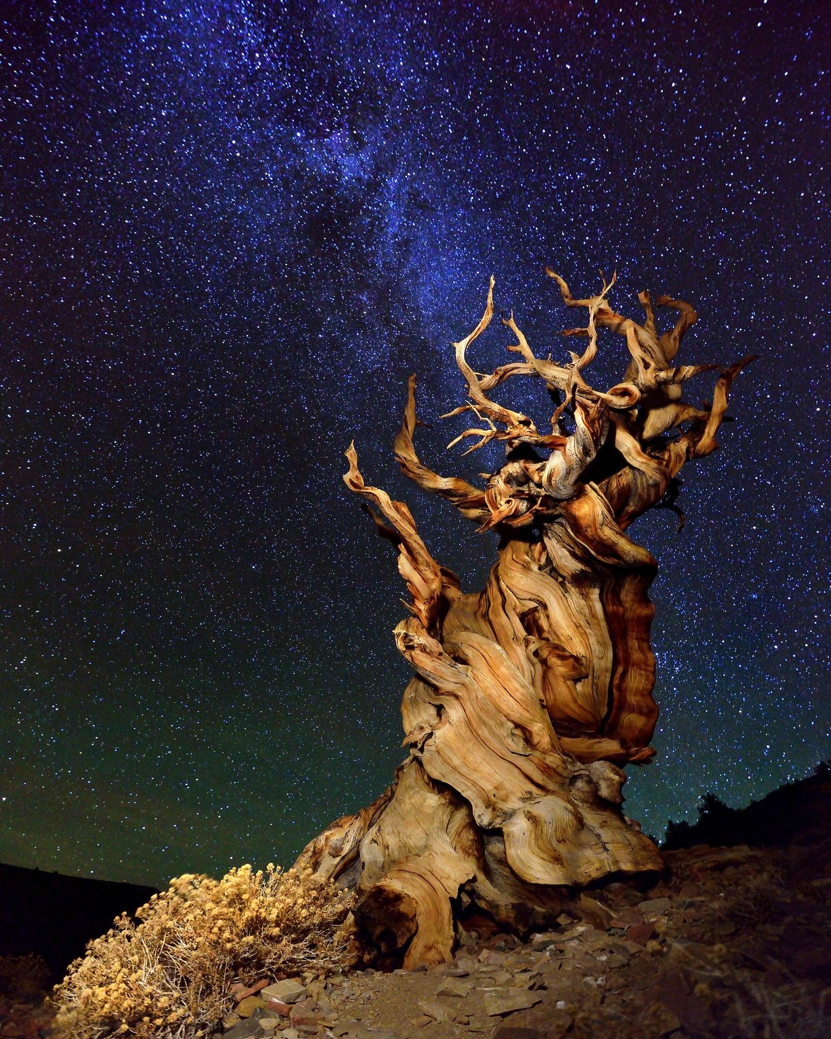 Ancient Tree Under Stars