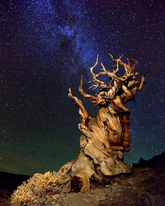 Ancient Tree Under Stars