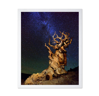 Ancient Tree Under Stars