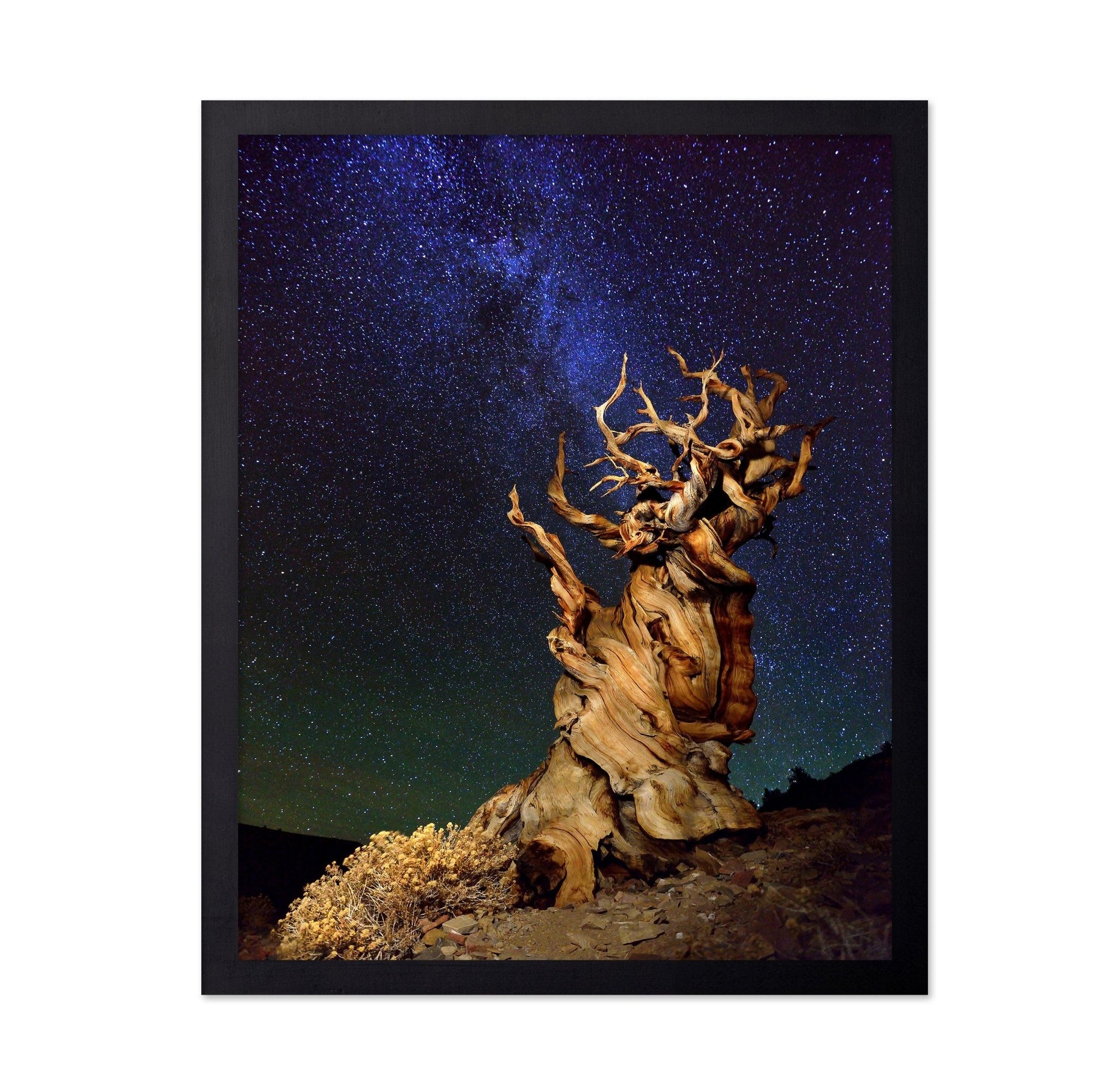 Ancient Tree Under Stars