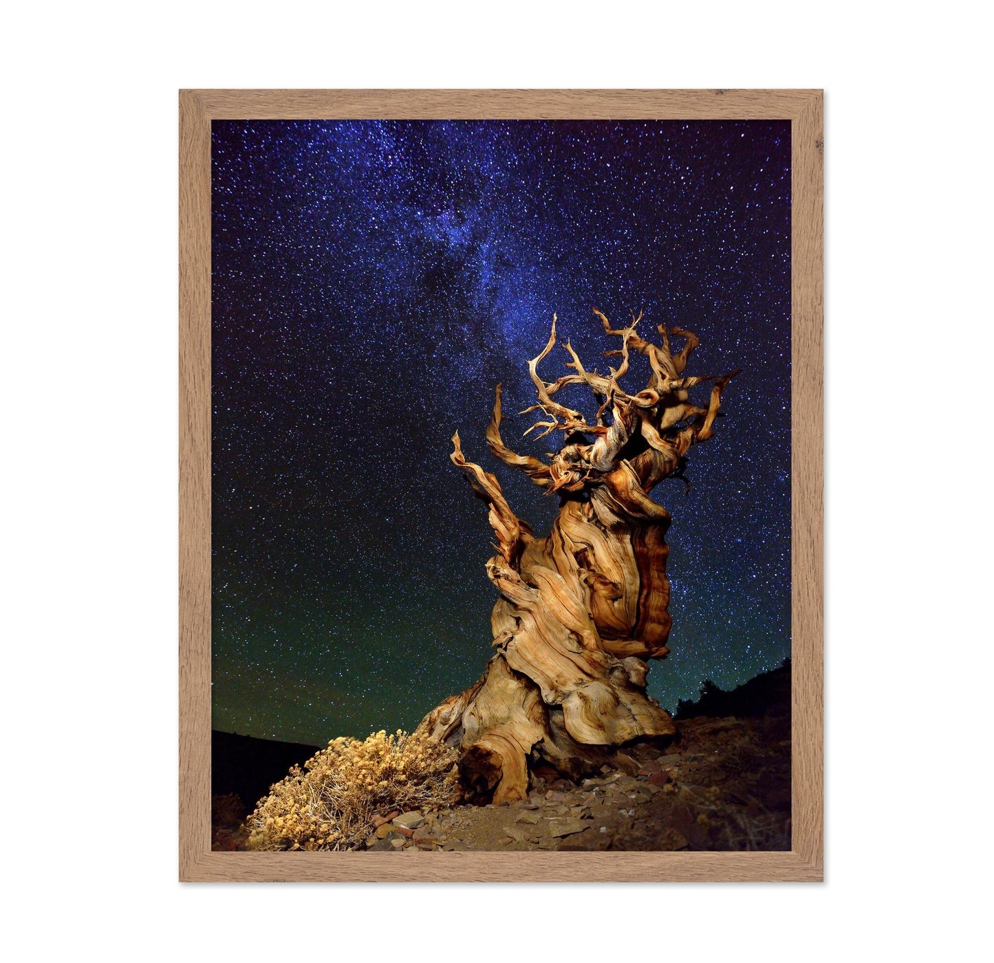 Ancient Tree Under Stars