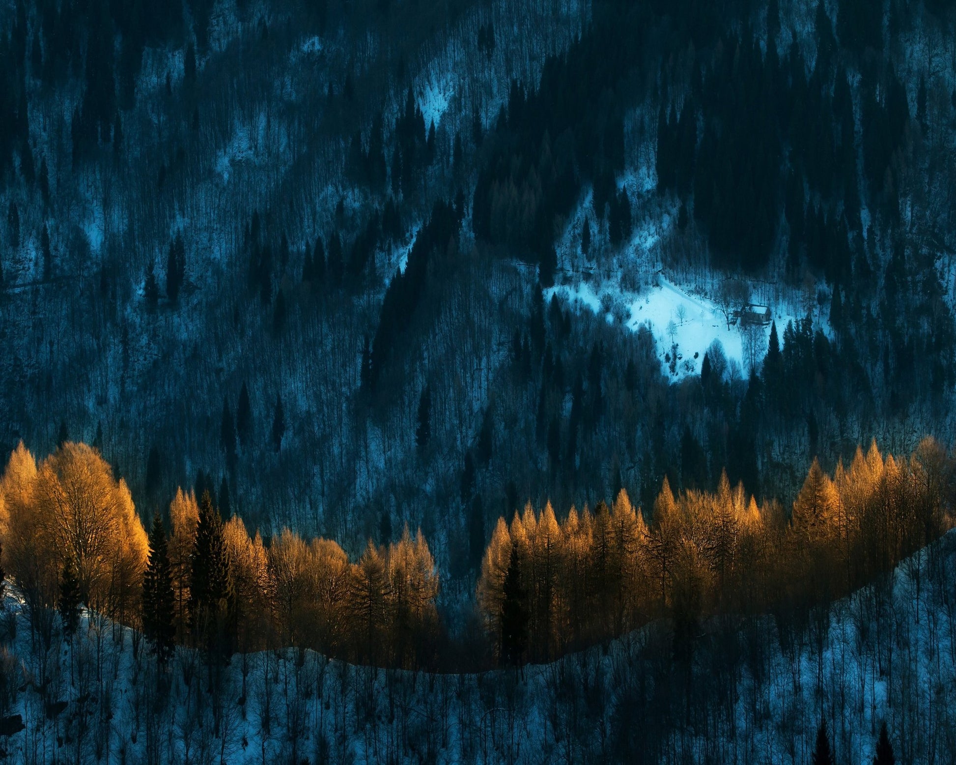 Golden Forest Glow