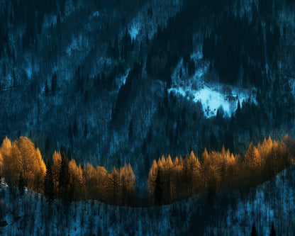 Golden Forest Glow