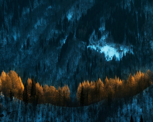 Golden Forest Glow