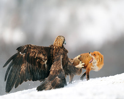 Eagle And Fox Clash