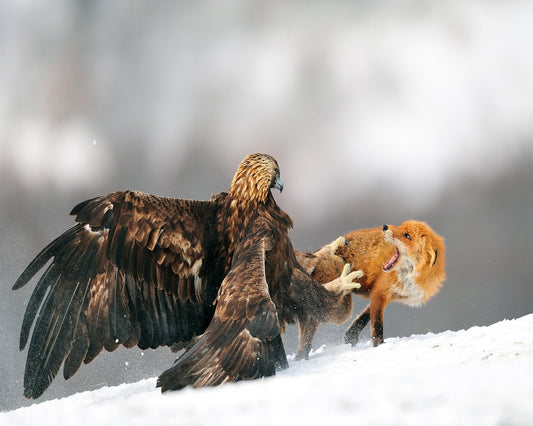 Eagle And Fox Clash