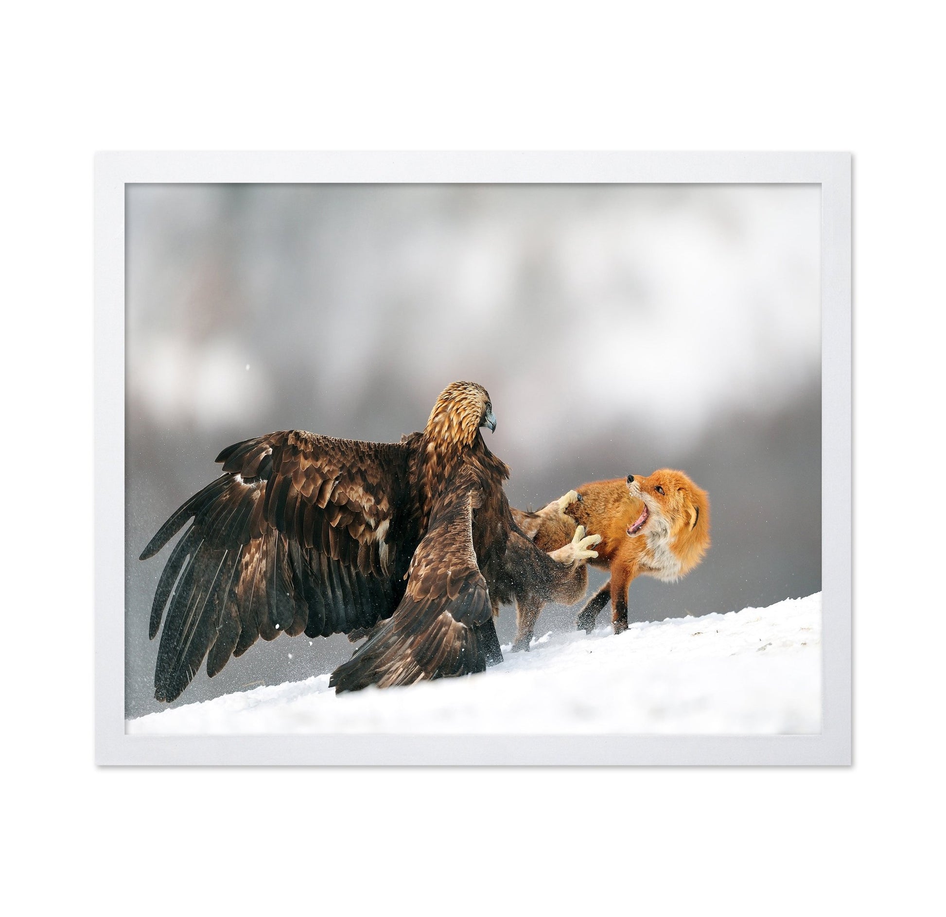Eagle And Fox Clash