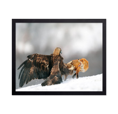 Eagle And Fox Clash