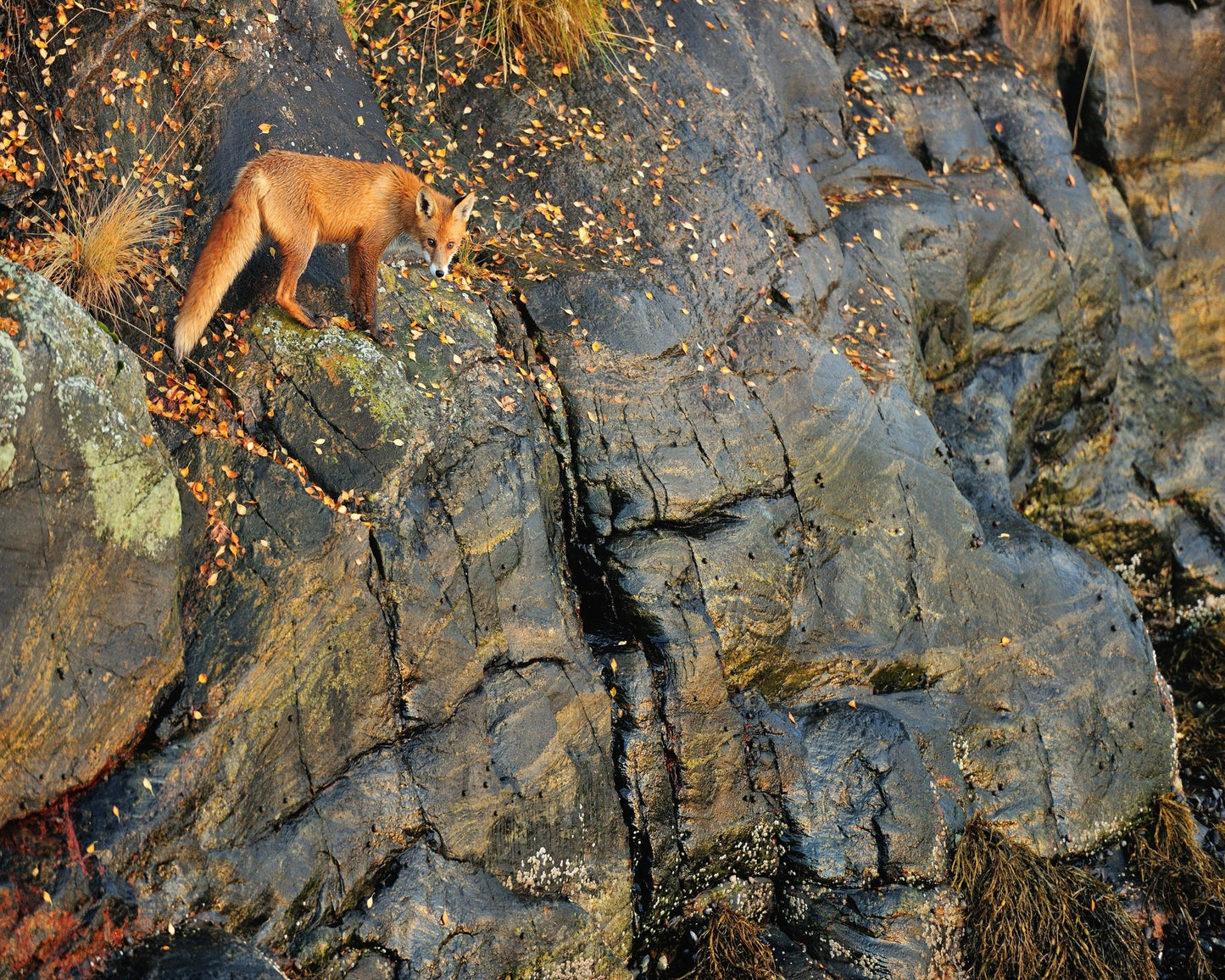 Fox On Rocky Edge