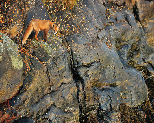 Fox On Rocky Edge
