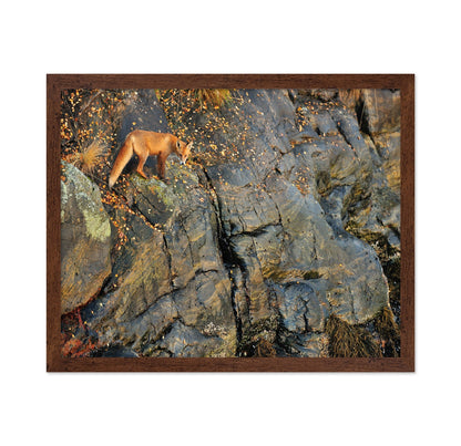 Fox On Rocky Edge
