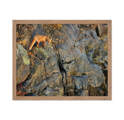 Fox On Rocky Edge