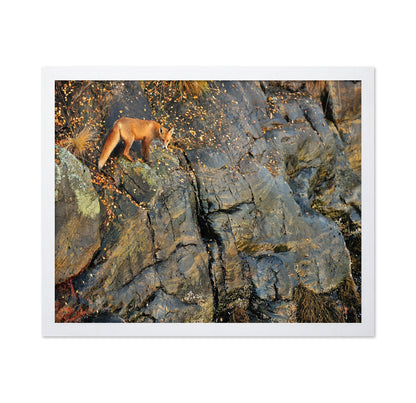 Fox On Rocky Edge