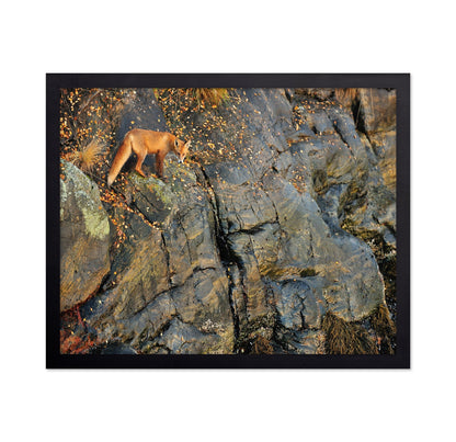 Fox On Rocky Edge