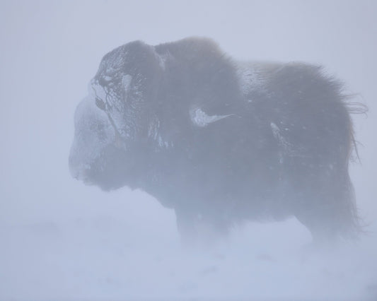 Snow Bison Silhouette