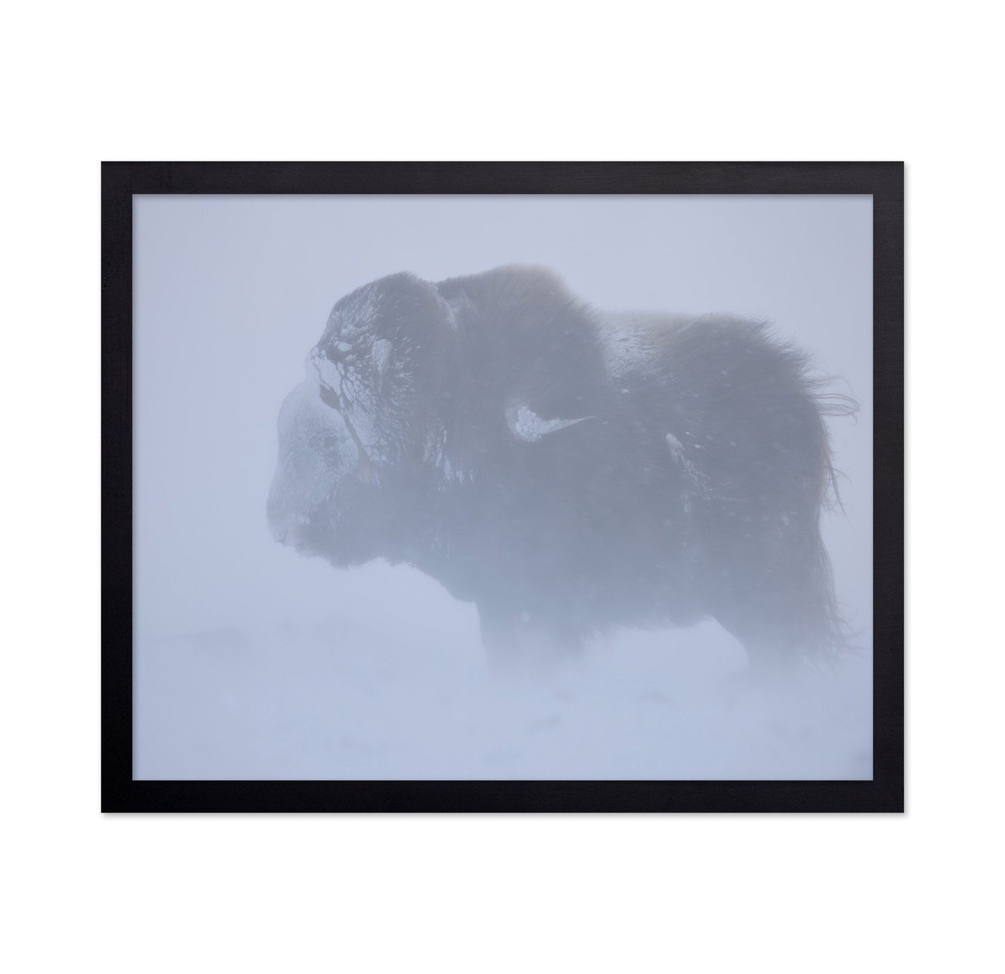 Snow Bison Silhouette