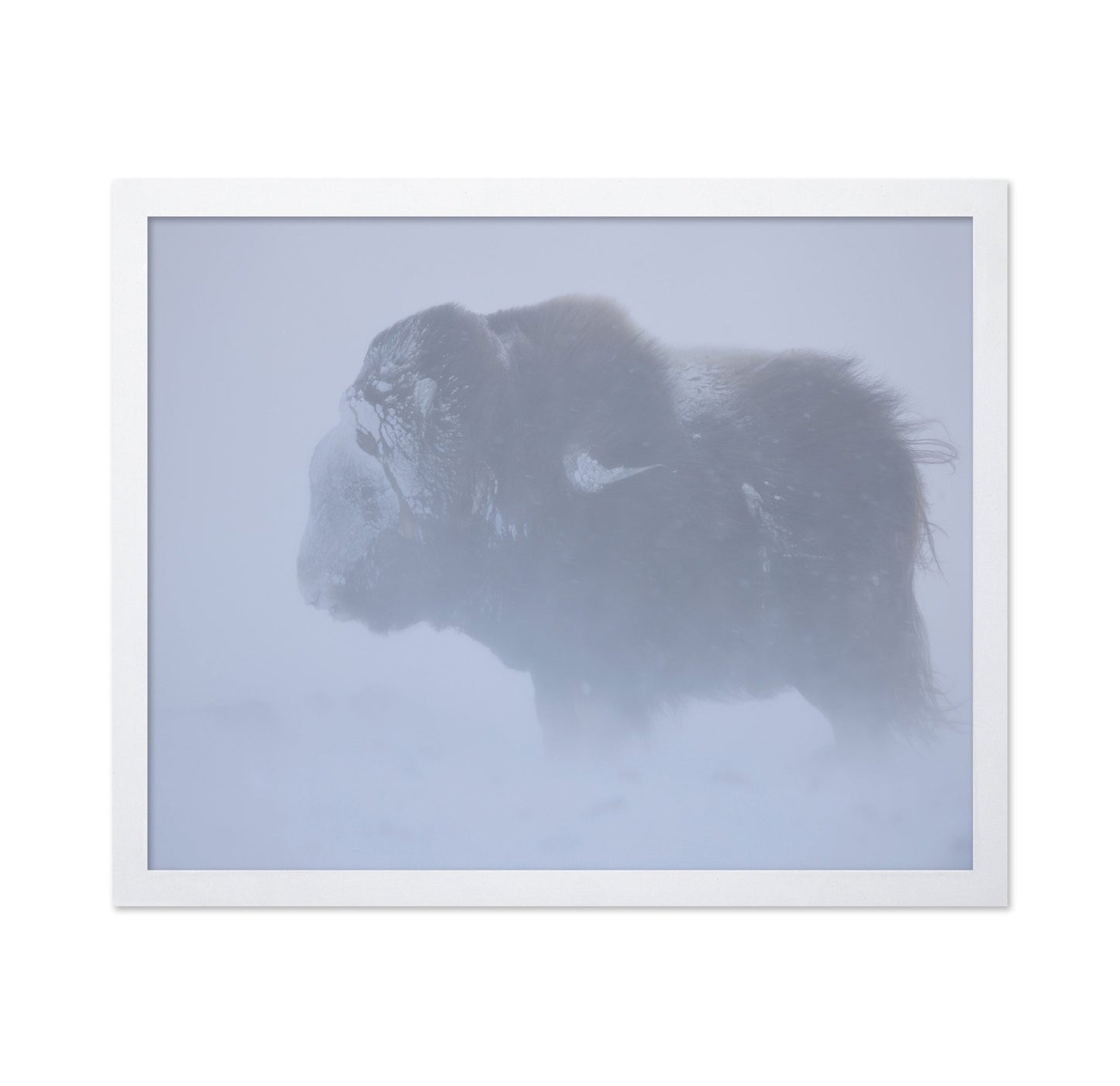 Snow Bison Silhouette