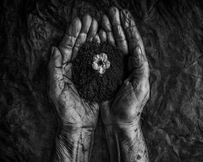 Hope In Soil