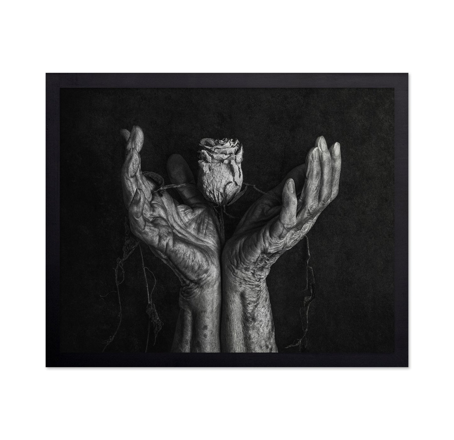 Aged Hands With Rose