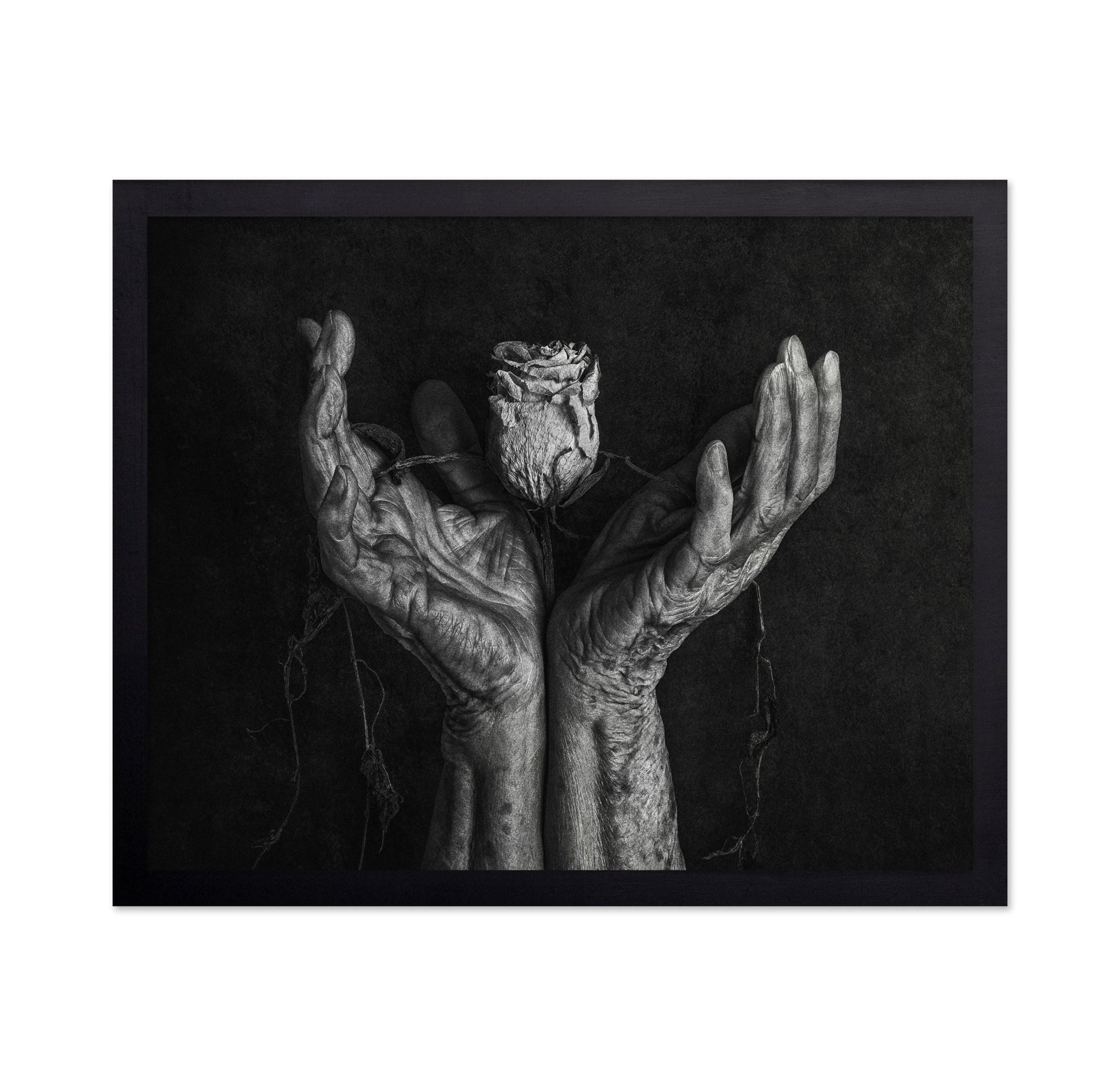 Aged Hands With Rose