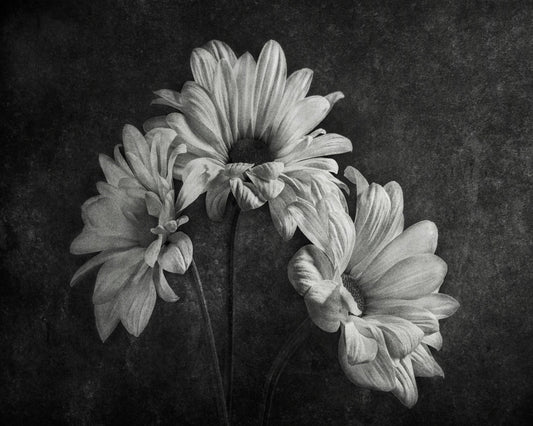 Wilted Daisy Trio
