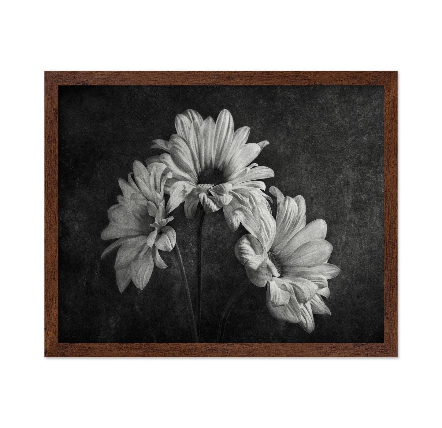 Wilted Daisy Trio