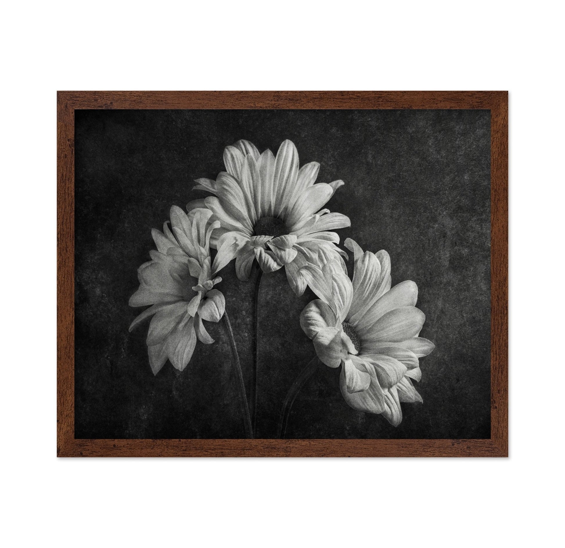 Wilted Daisy Trio