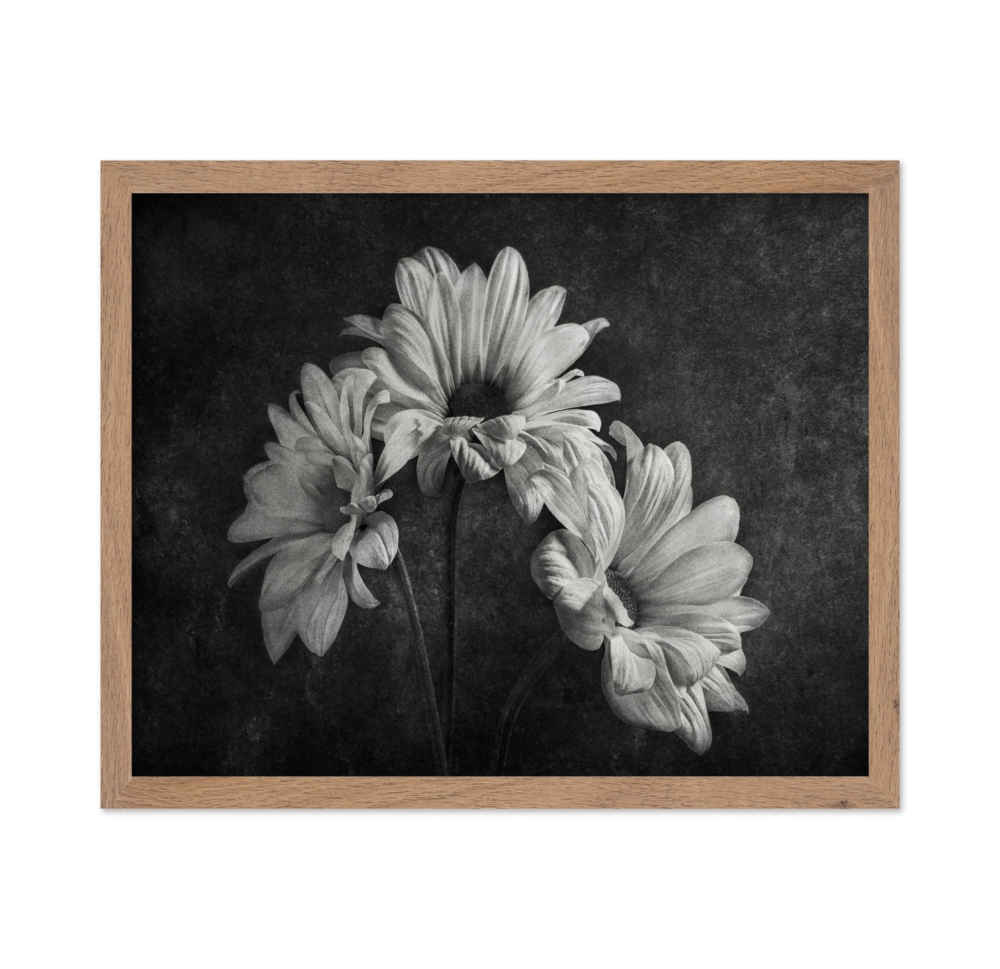 Wilted Daisy Trio
