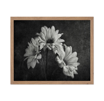 Wilted Daisy Trio