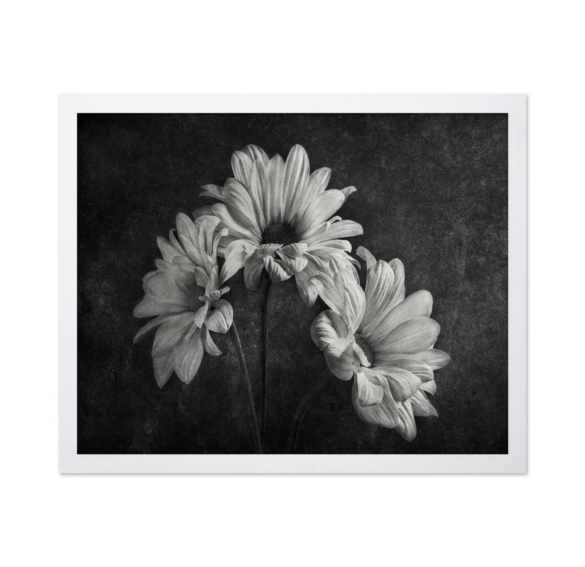 Wilted Daisy Trio