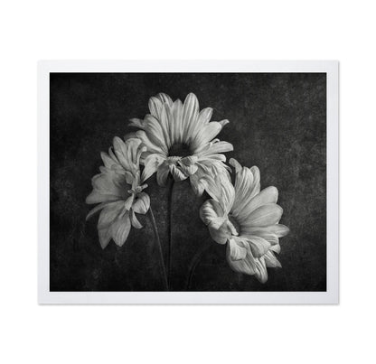 Wilted Daisy Trio