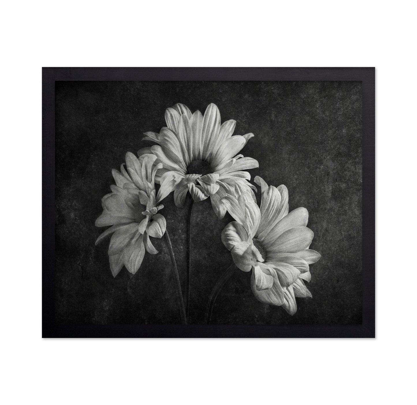 Wilted Daisy Trio