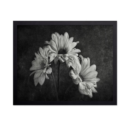 Wilted Daisy Trio