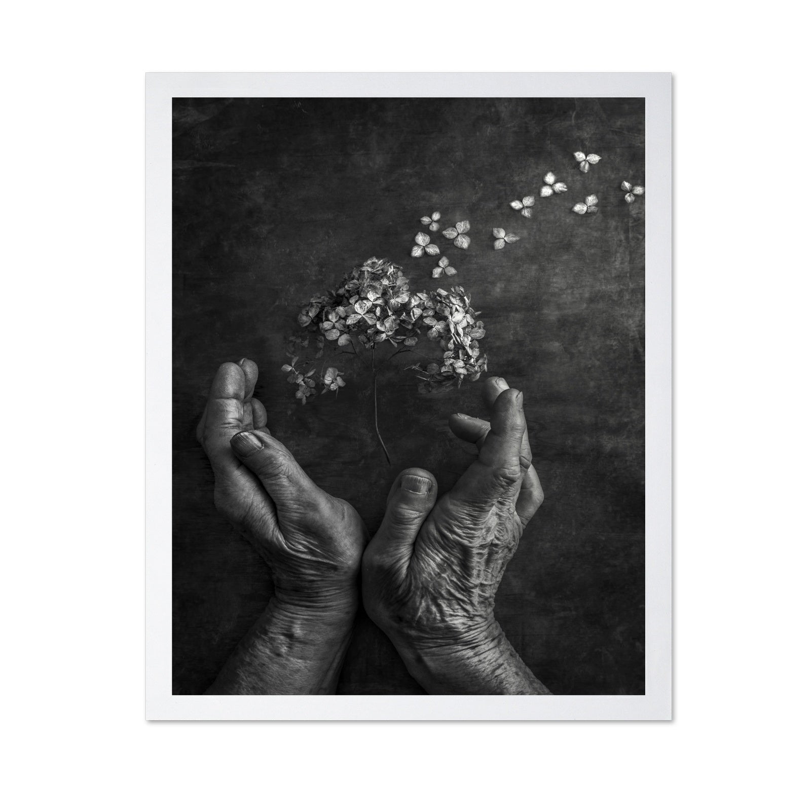 Gentle Bloom Release