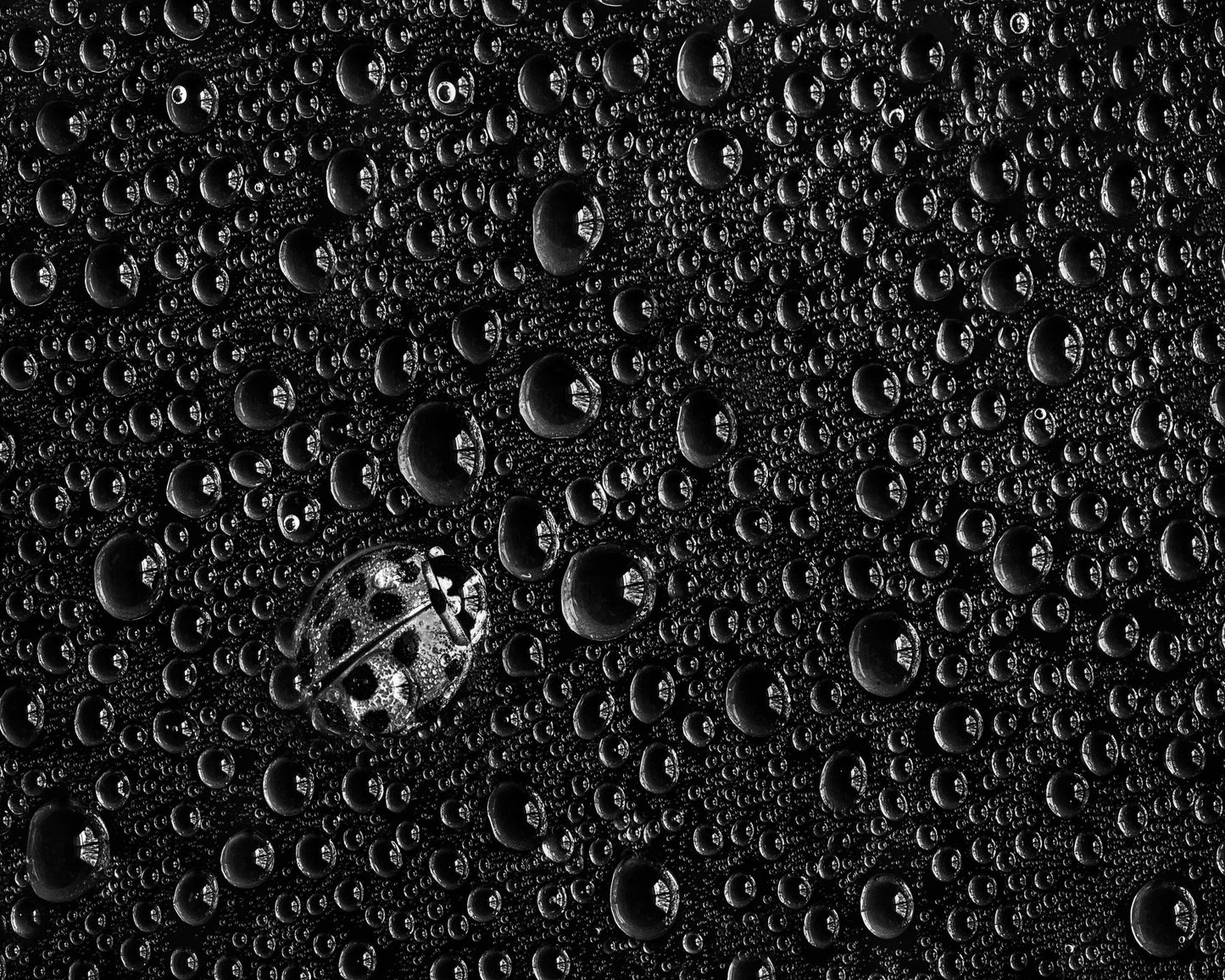 Ladybug Water Drops